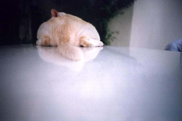 boylomo3.JPG