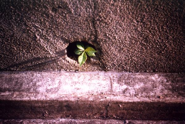 drainlomo2.JPG